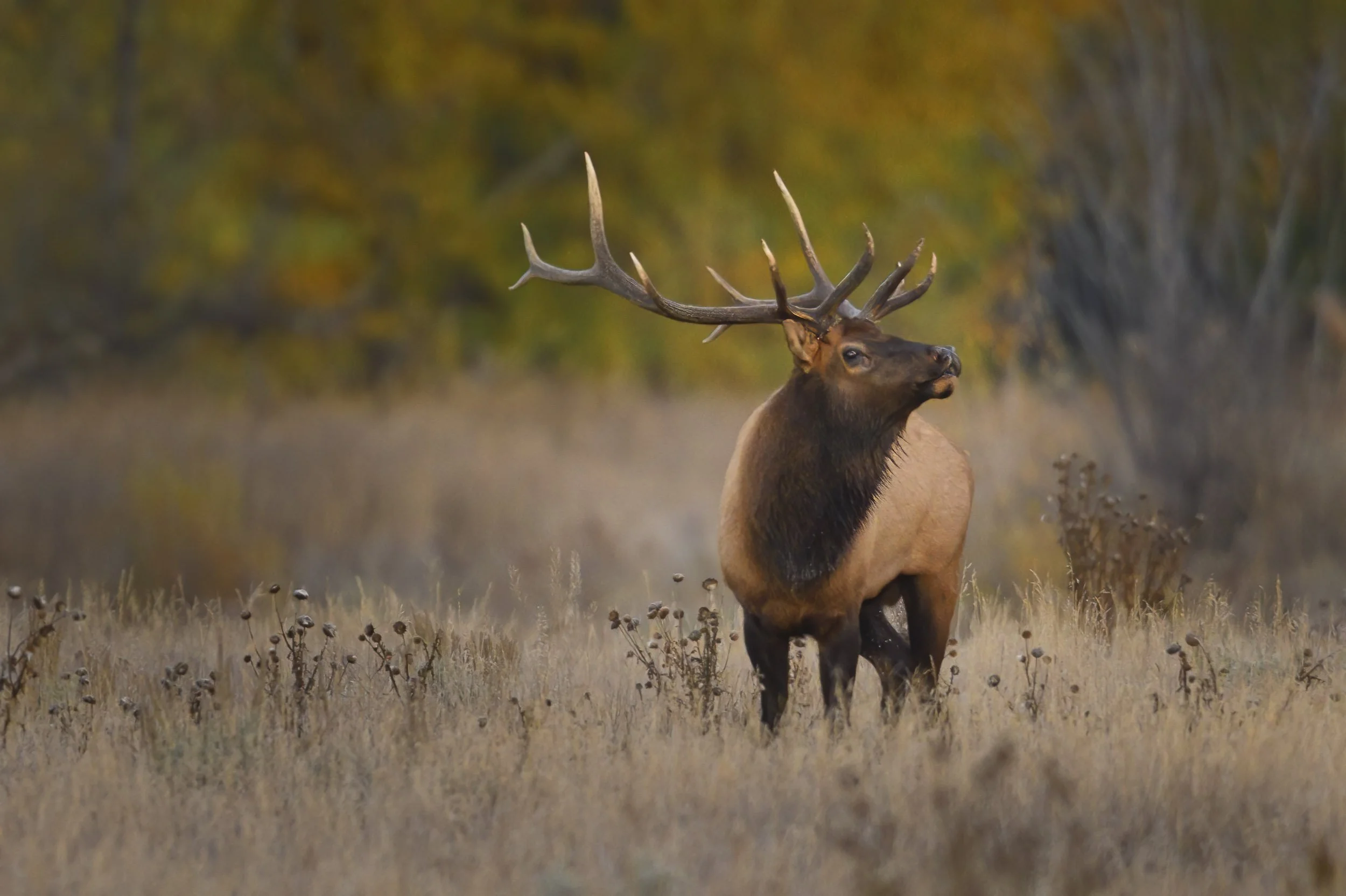 Elk_1912-Edit-2-Edit.jpg