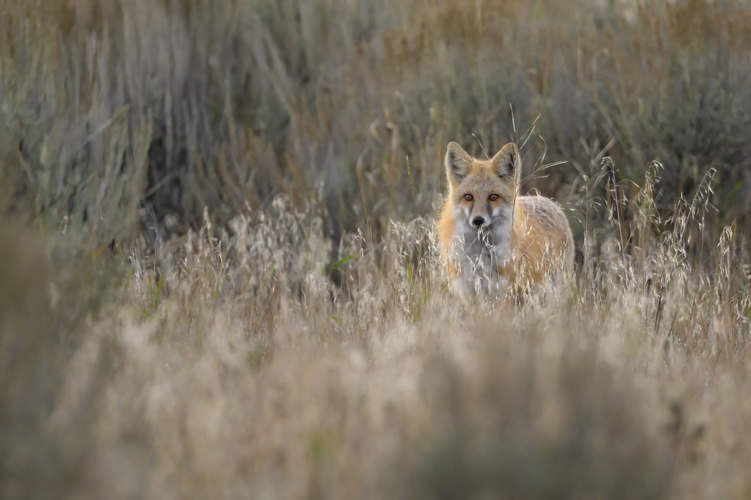 Fox_1511-Edit-2-Edit.jpg