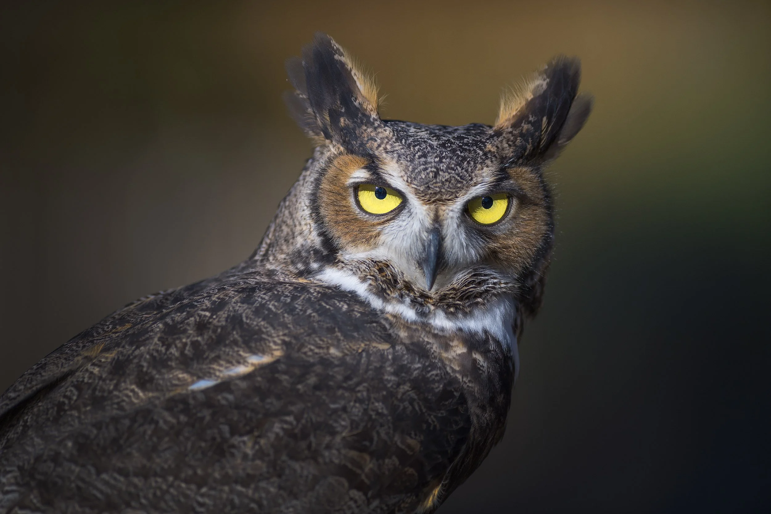 Great Horned Owl_4268-Edit-Edit.jpg