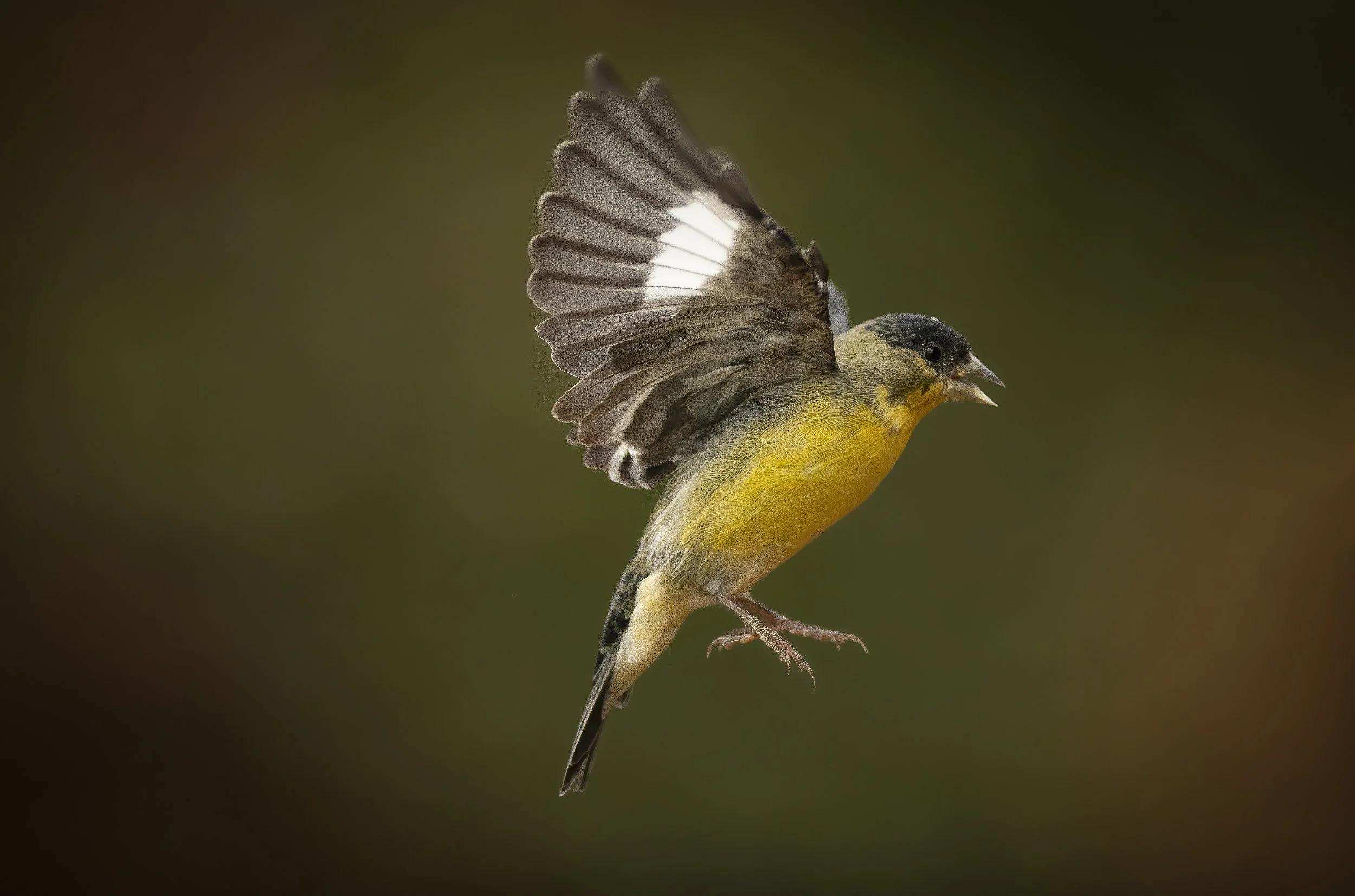 Lesser goldfinch_3166-Edit-Edit.jpg