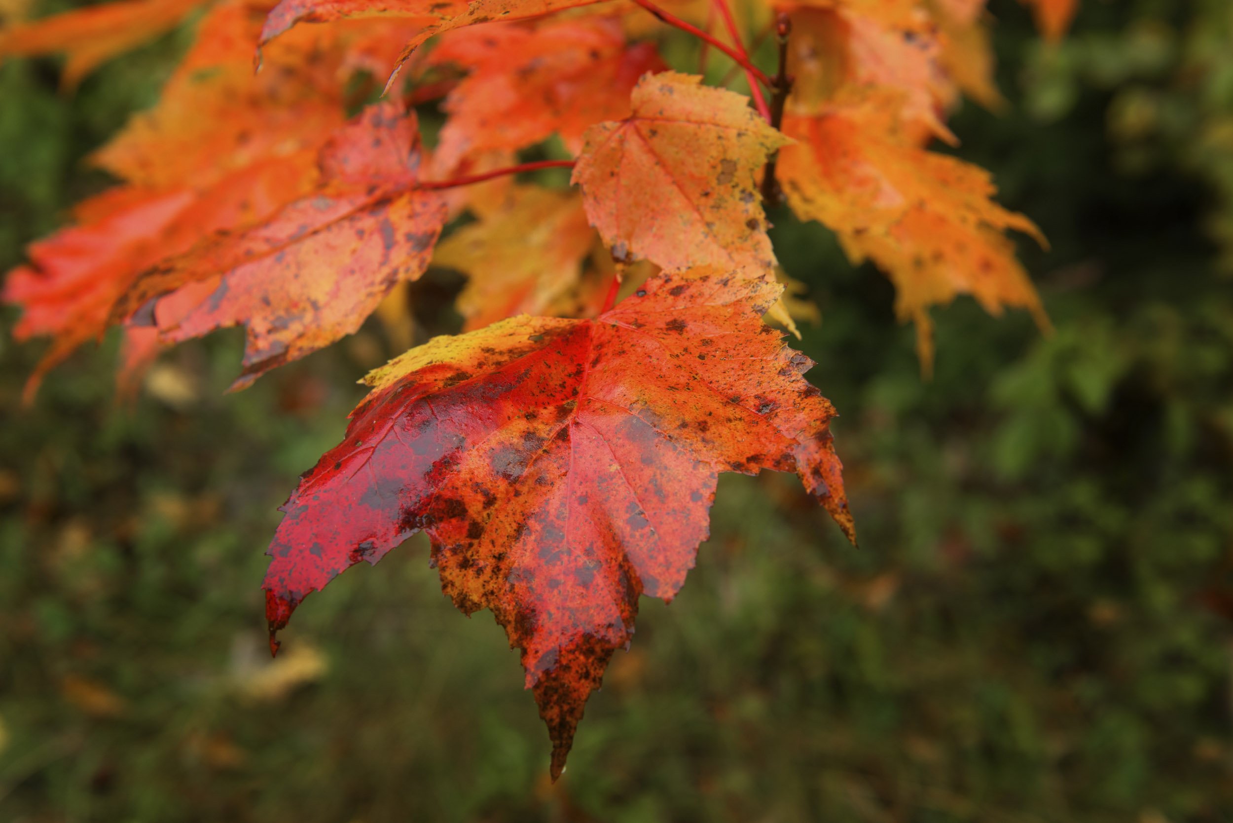 Maple_Leaf_5701-Edit-Edit-Edit.jpg