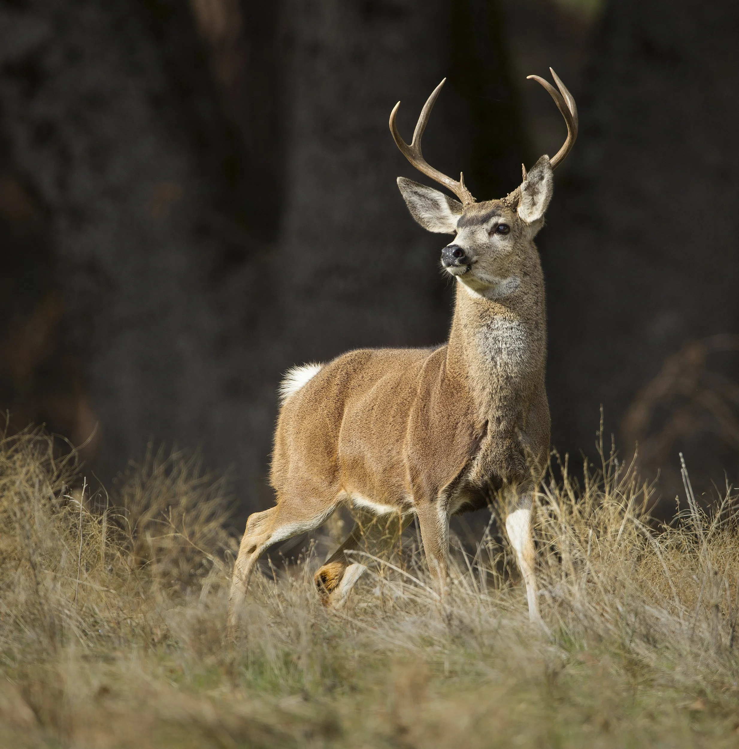 Mule_deer_7111-Edit-Edit.jpg