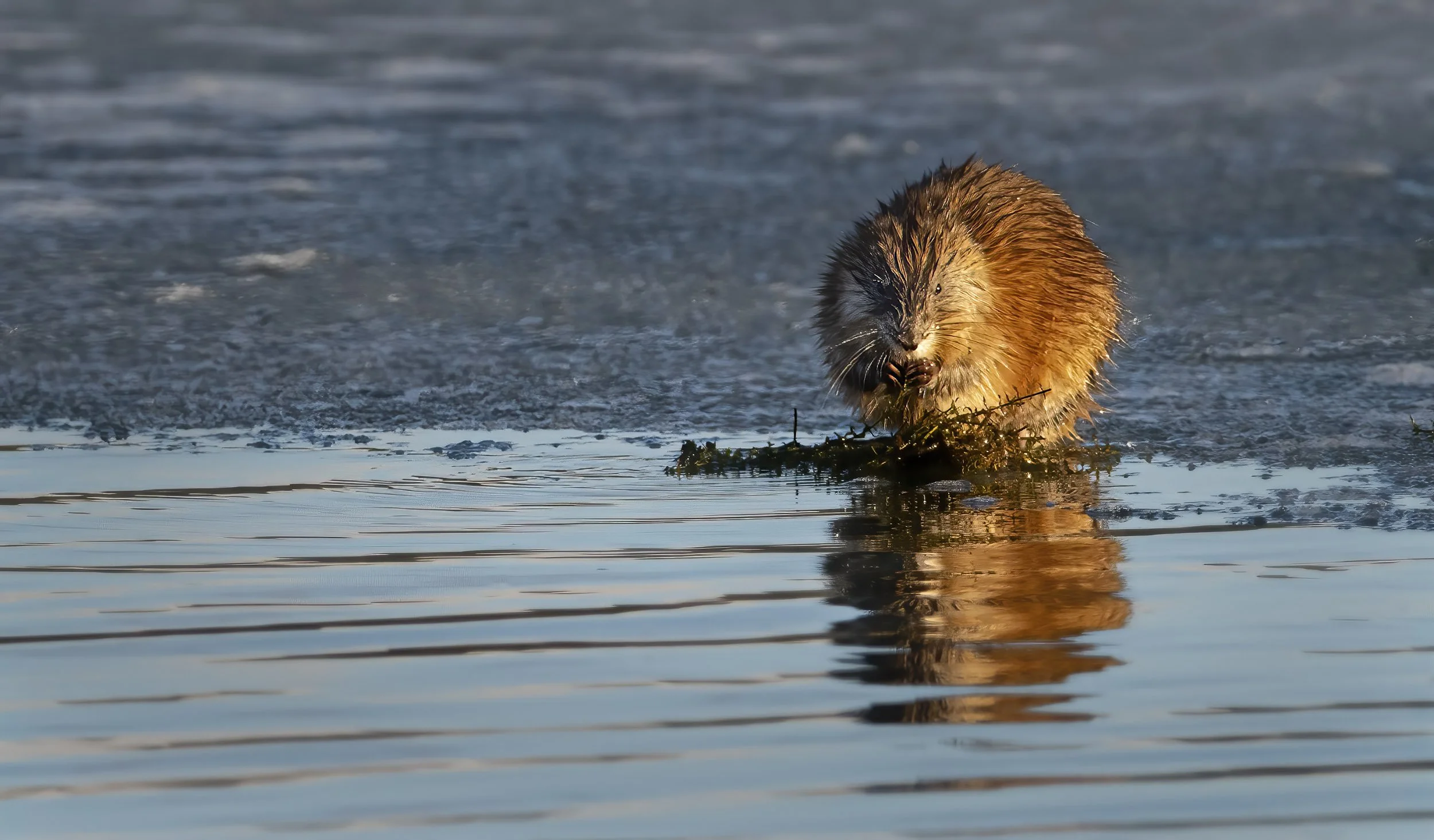 Muskrat_3284-Edit-Edit-Edit.jpg