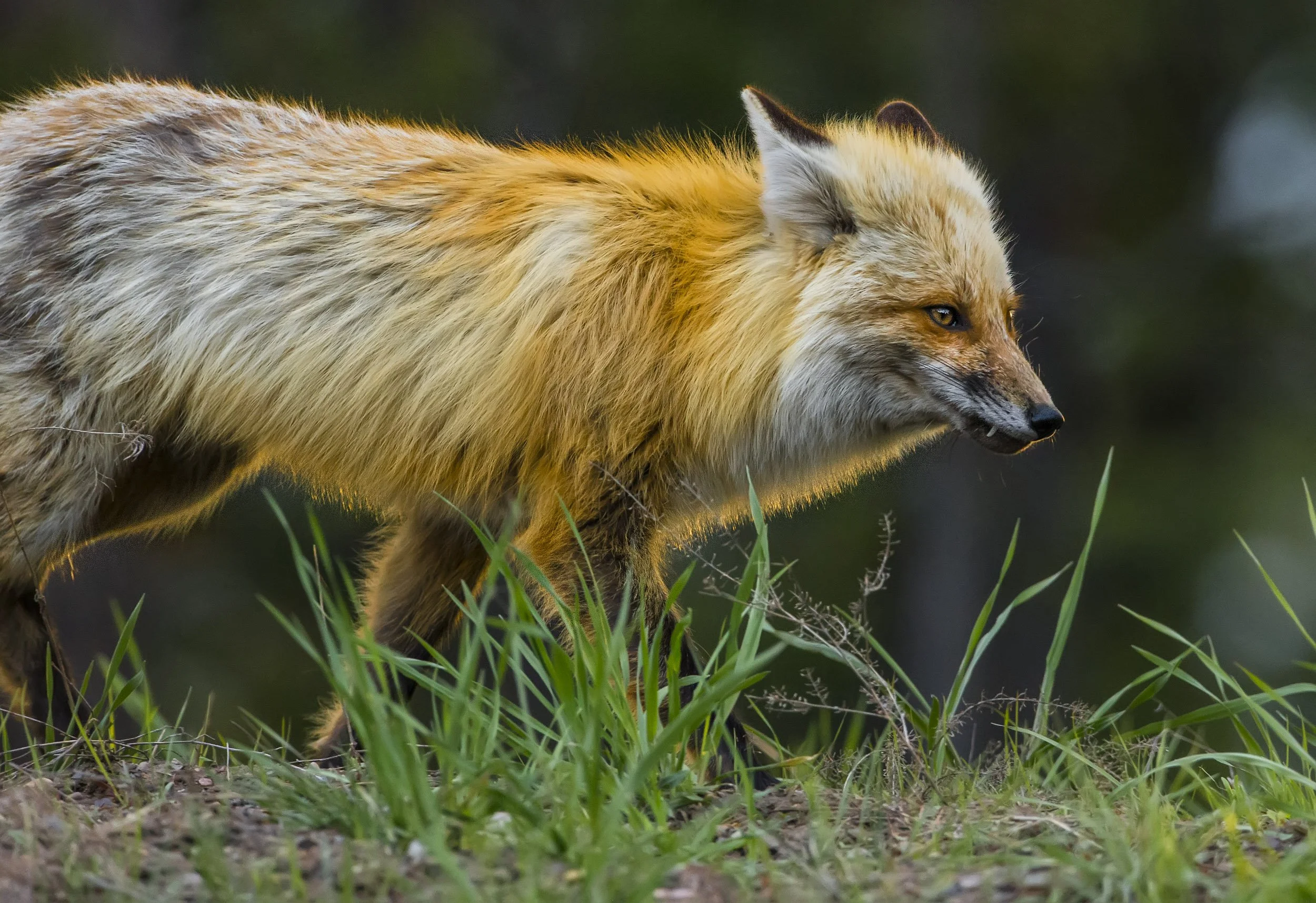 Redfox_0770-Edit-Edit.jpg