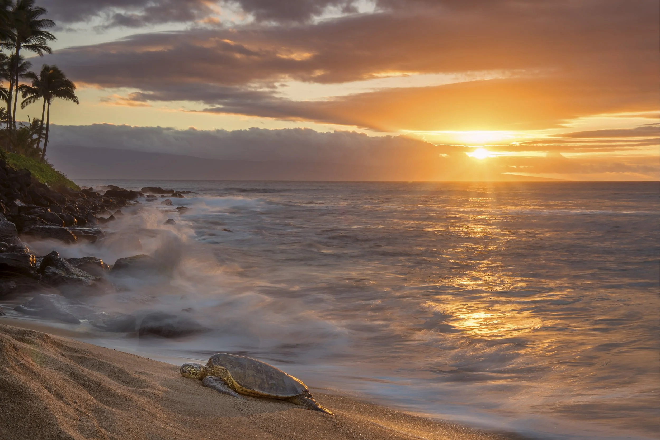SeaTurtle_9373-HDR-Edit-Edit.jpg