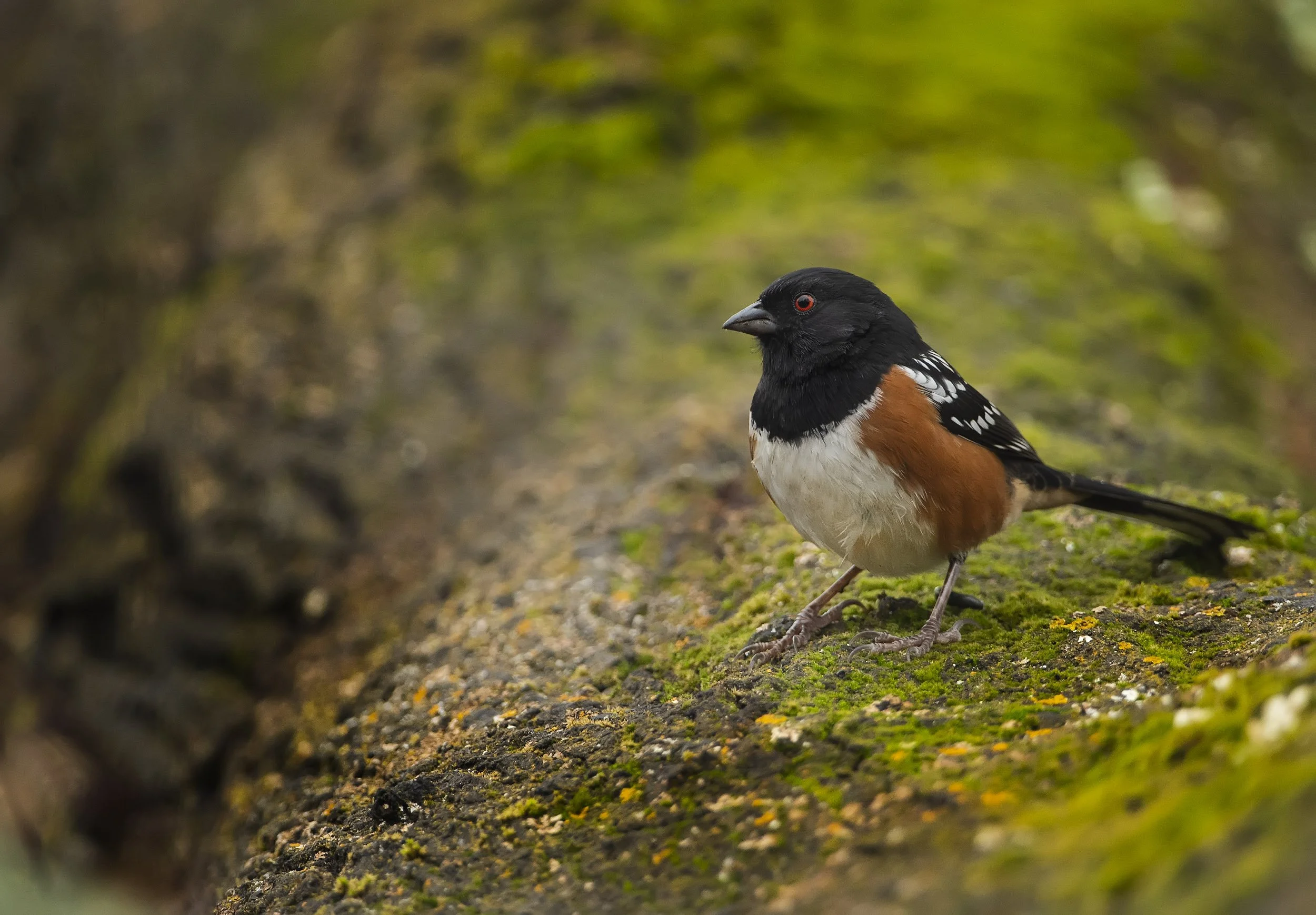 spotted_Toey_4122-Edit-Edit.jpg