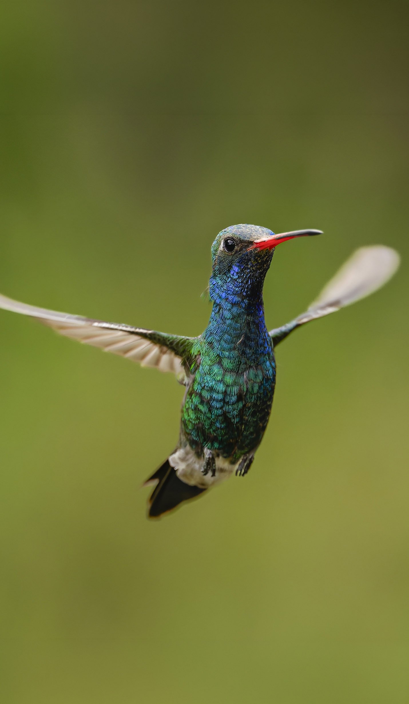 The Hummingbird Experience photography workshop