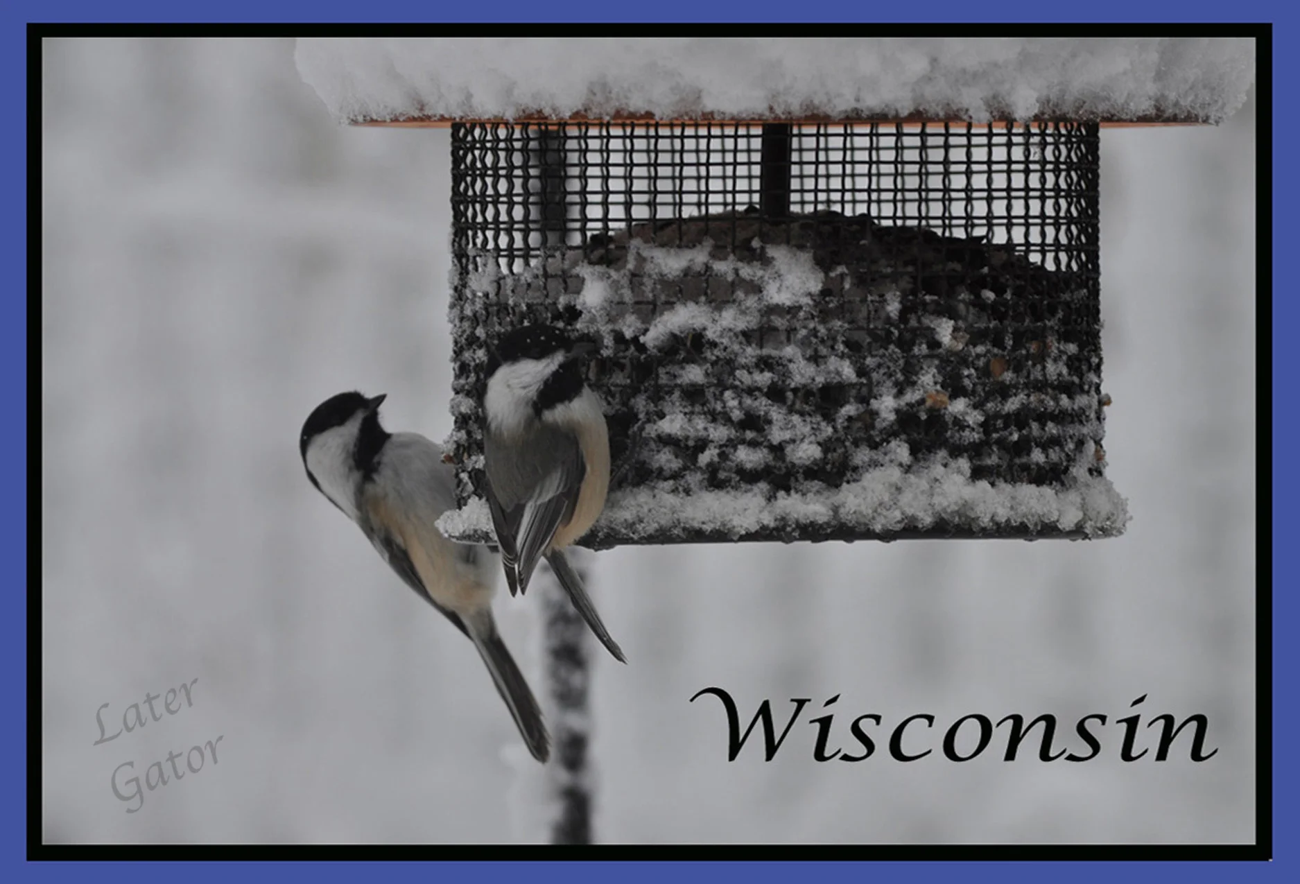 2 Chickadees Watermark.jpg