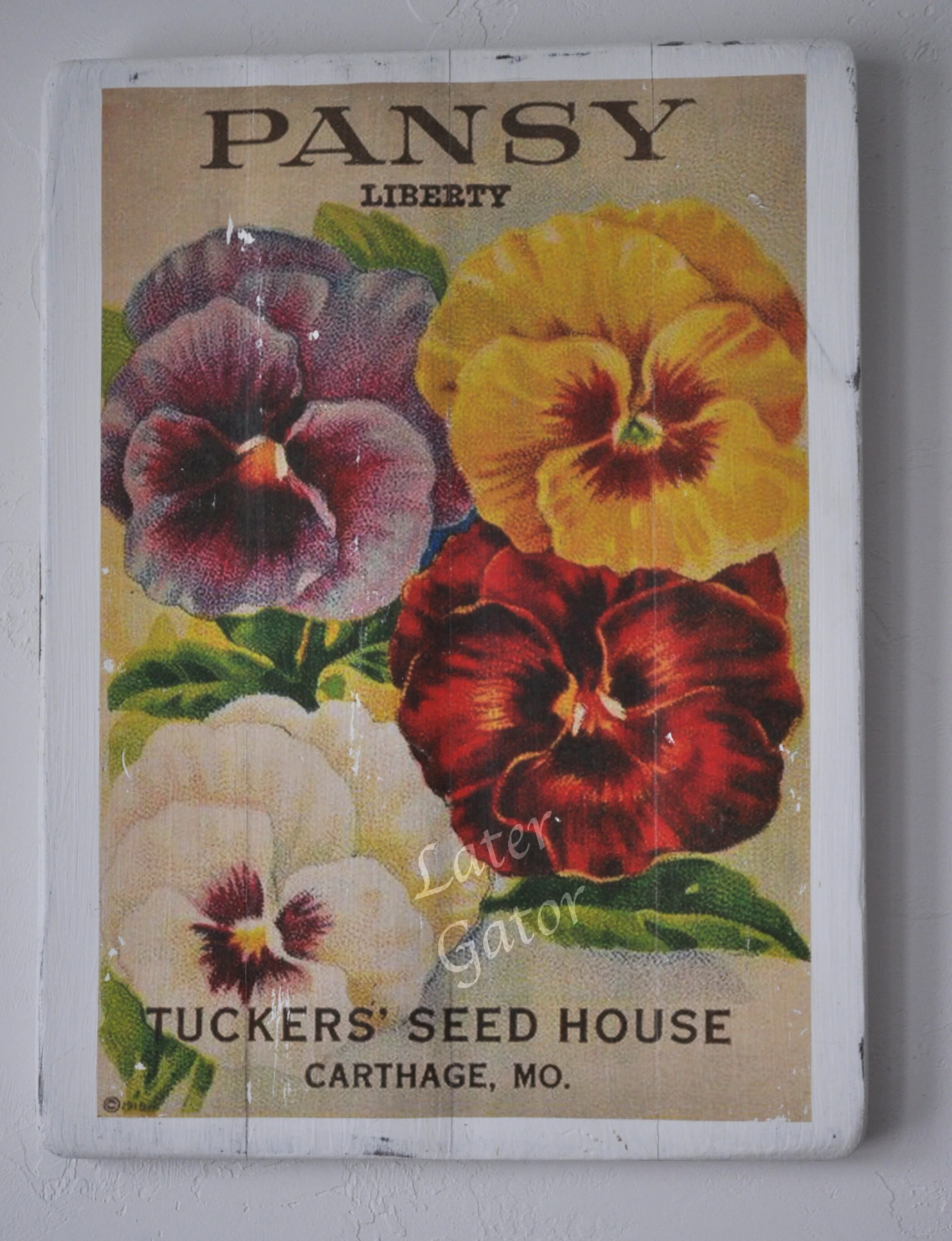 Pansy.JPG