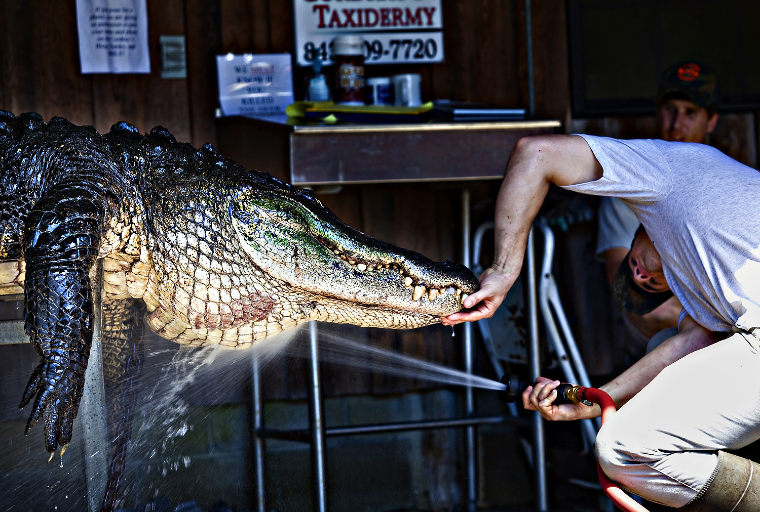 Alligator Hunting