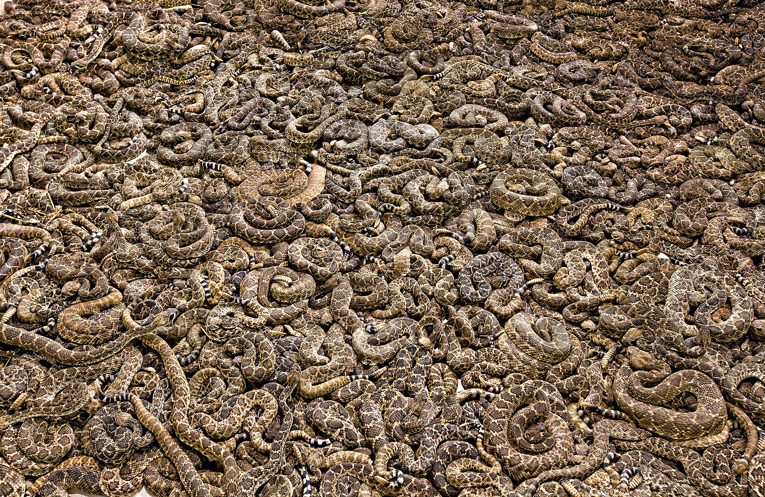 Rattlesnake Roundup Texas