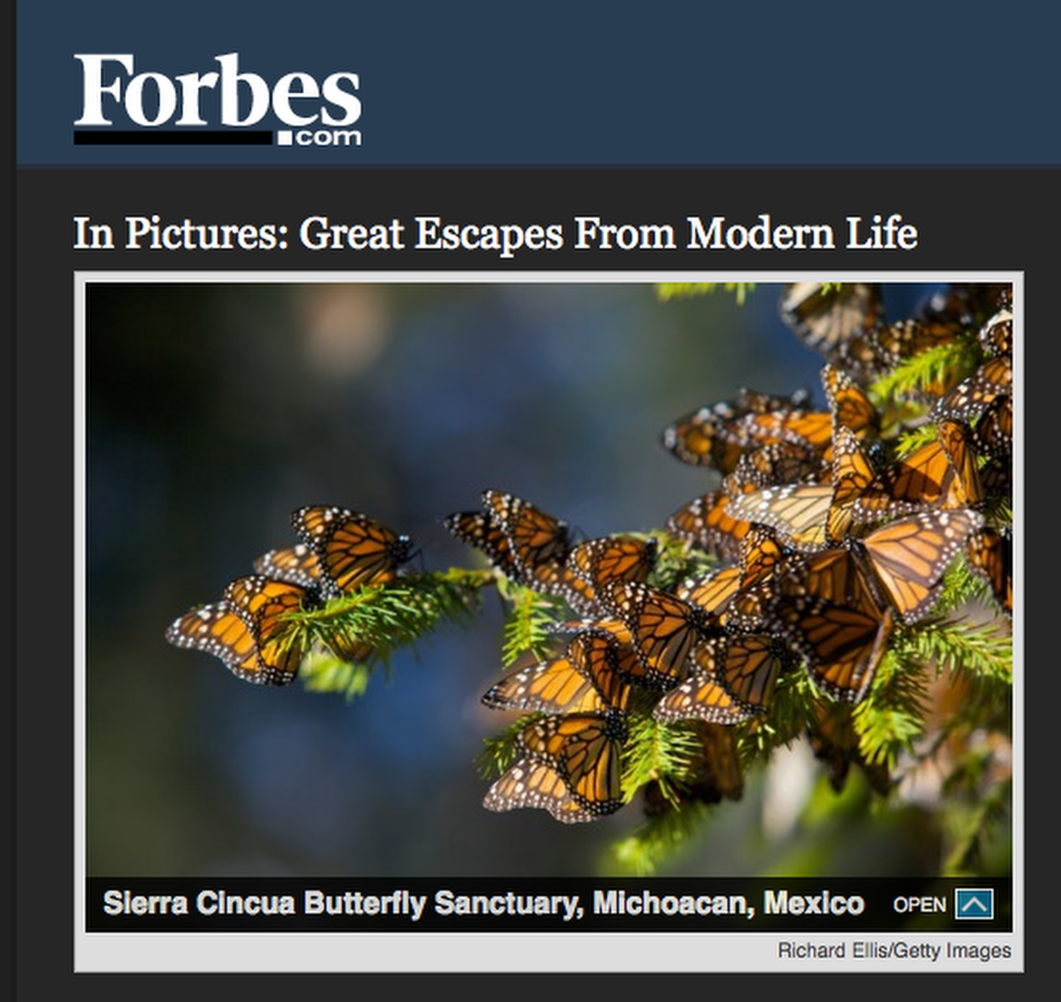 Forbes_butterflies.JPG