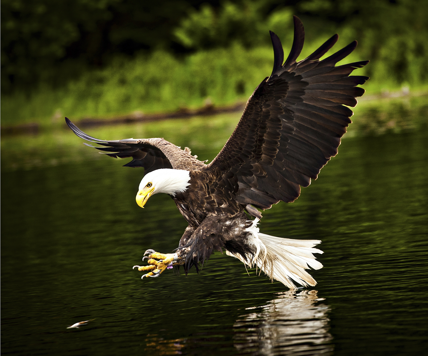  American bald eagle (Haliaeetus leucocephalus) in flight with fish Boulder Junction, Wisconsin. 