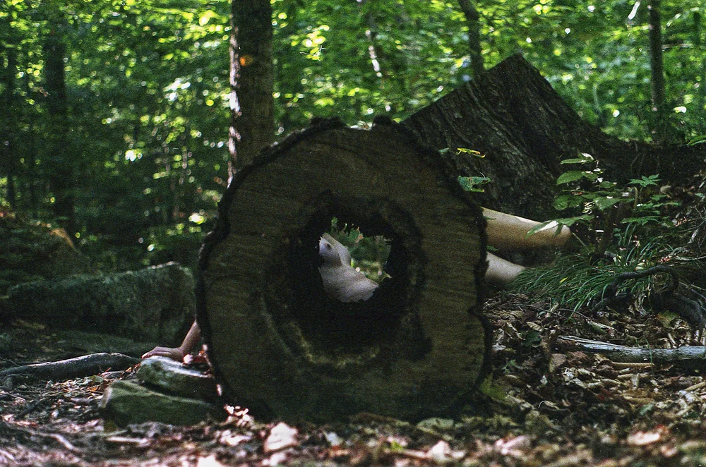 ibarra_roots_3.jpg