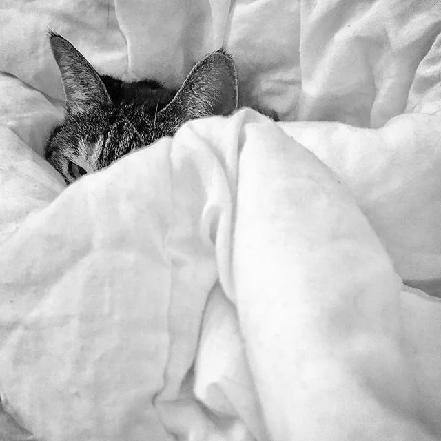 Kazi is #cozy 
#cat #blanket #catsofinstagram #catsagram