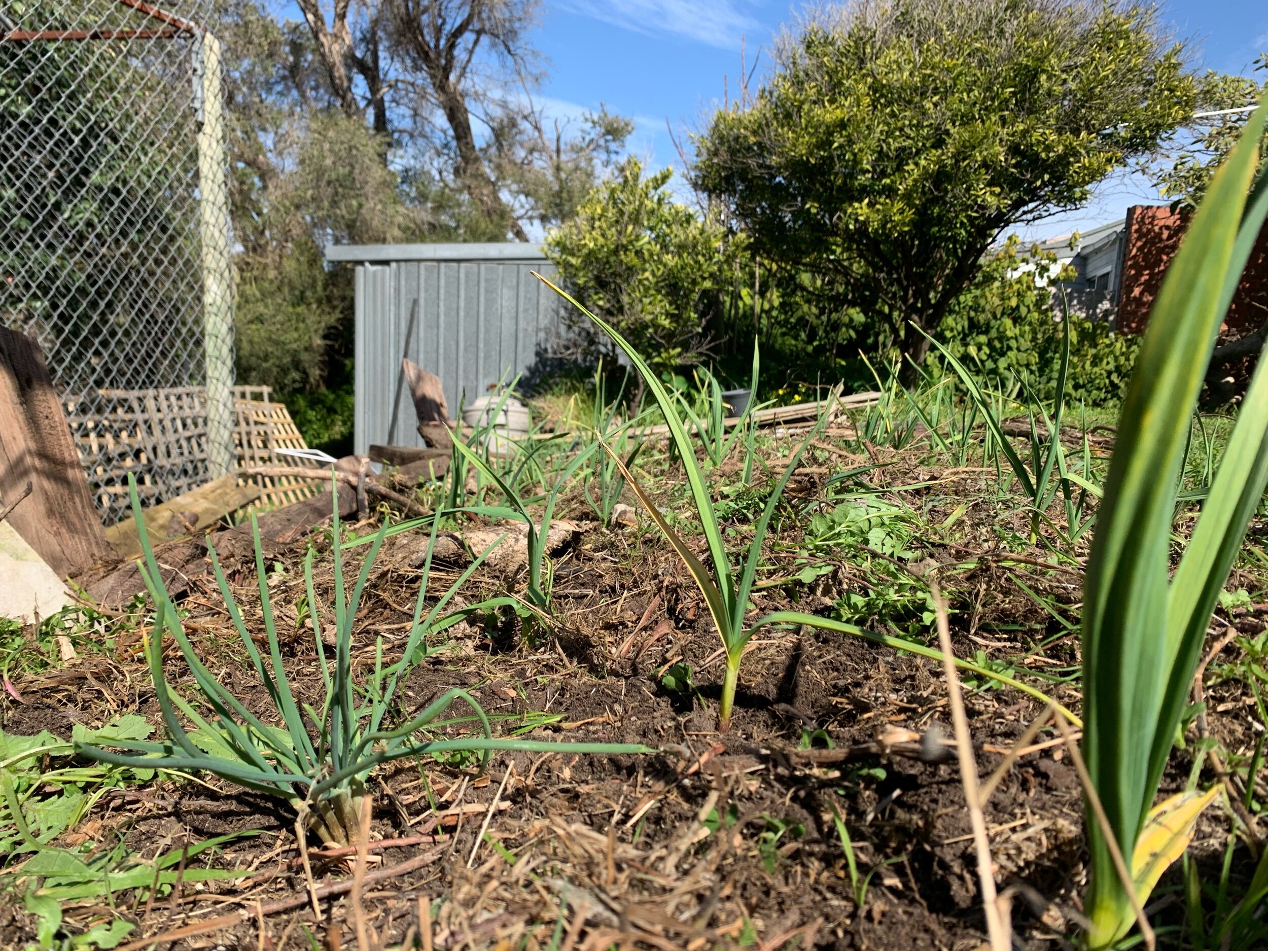 My onion and garlic bed. I went through and pulled all the weeds out and just left em on the beds. The soil seems pretty damn decent, i also spread probably too much chicken poo all over the bed most for the onions. This is my first time growing bot…