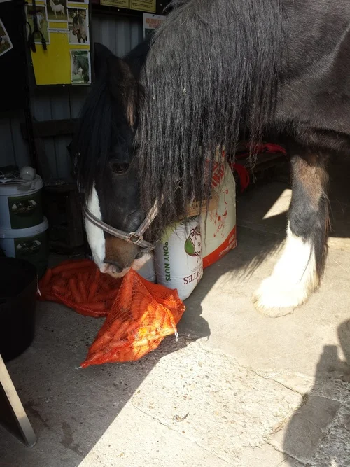 Letting his cheeky side out, playing with the bag of carrots.