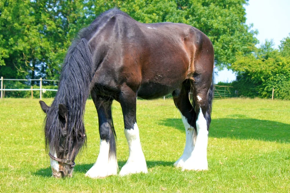 Cossack enjoying the grass on a nice day.