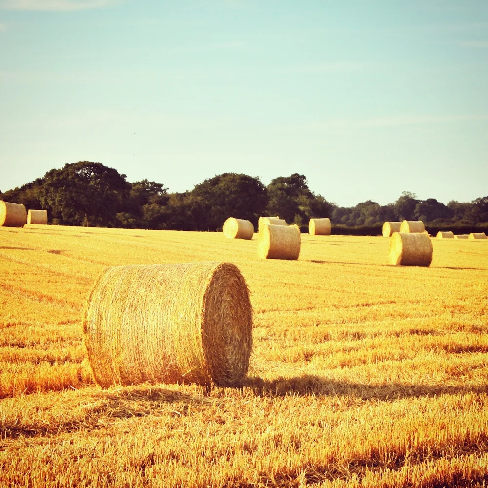 Donate A Large Hay Bale Lincolnshire Animal Welfare Charity Northcote Heavy Horse Centre