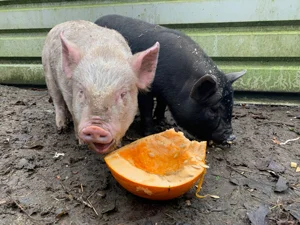 Pigs-website.jpg