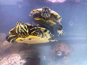 Turtles-website.jpg
