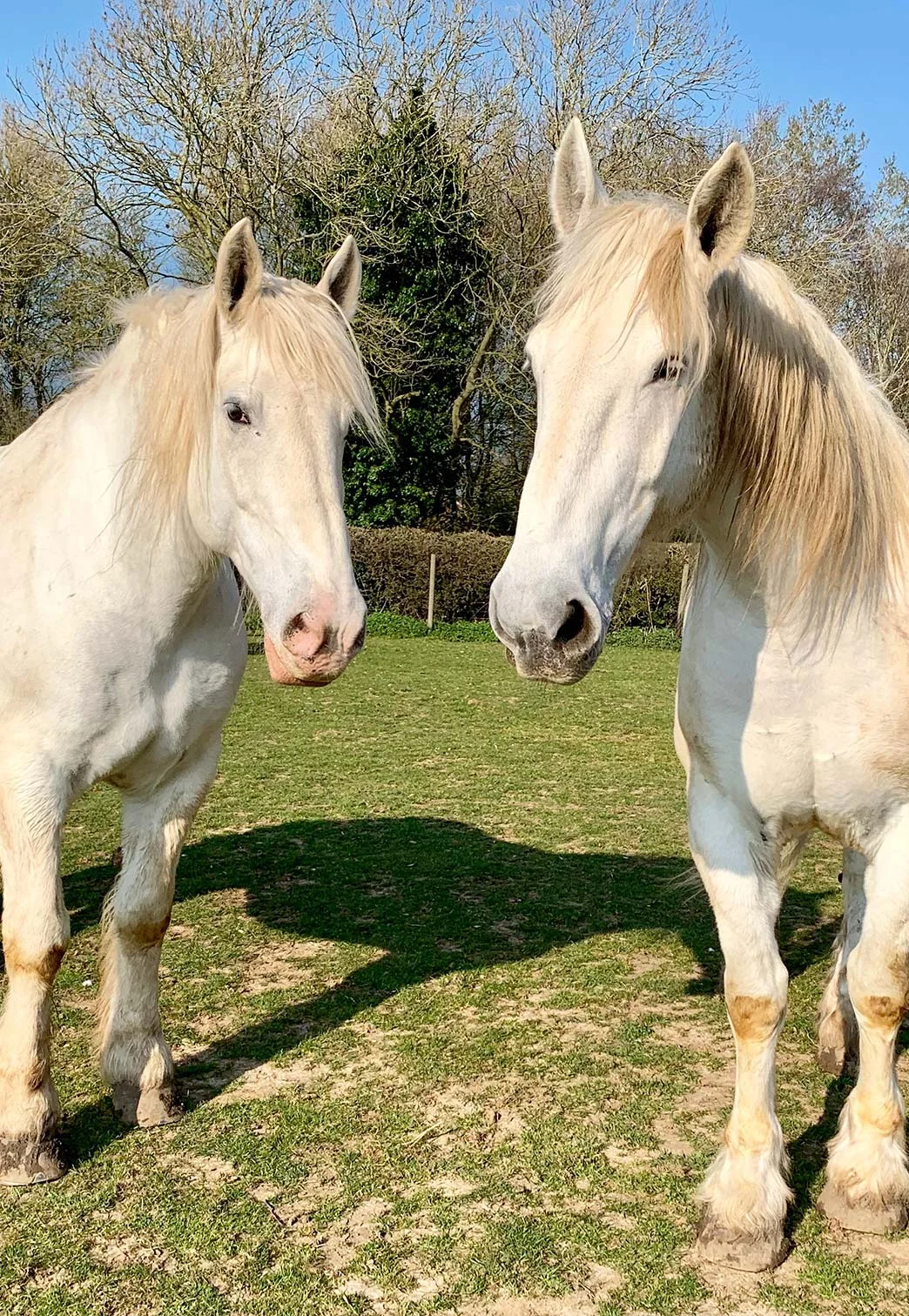 Horses.jpg