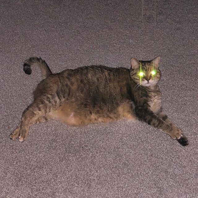 Laser Cat