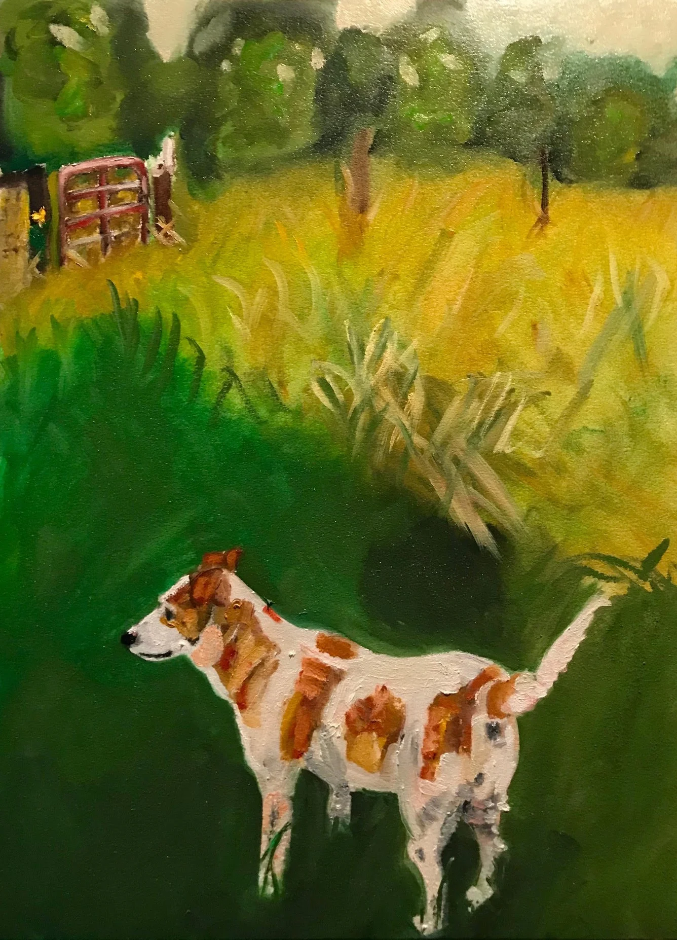 Brady on grass.