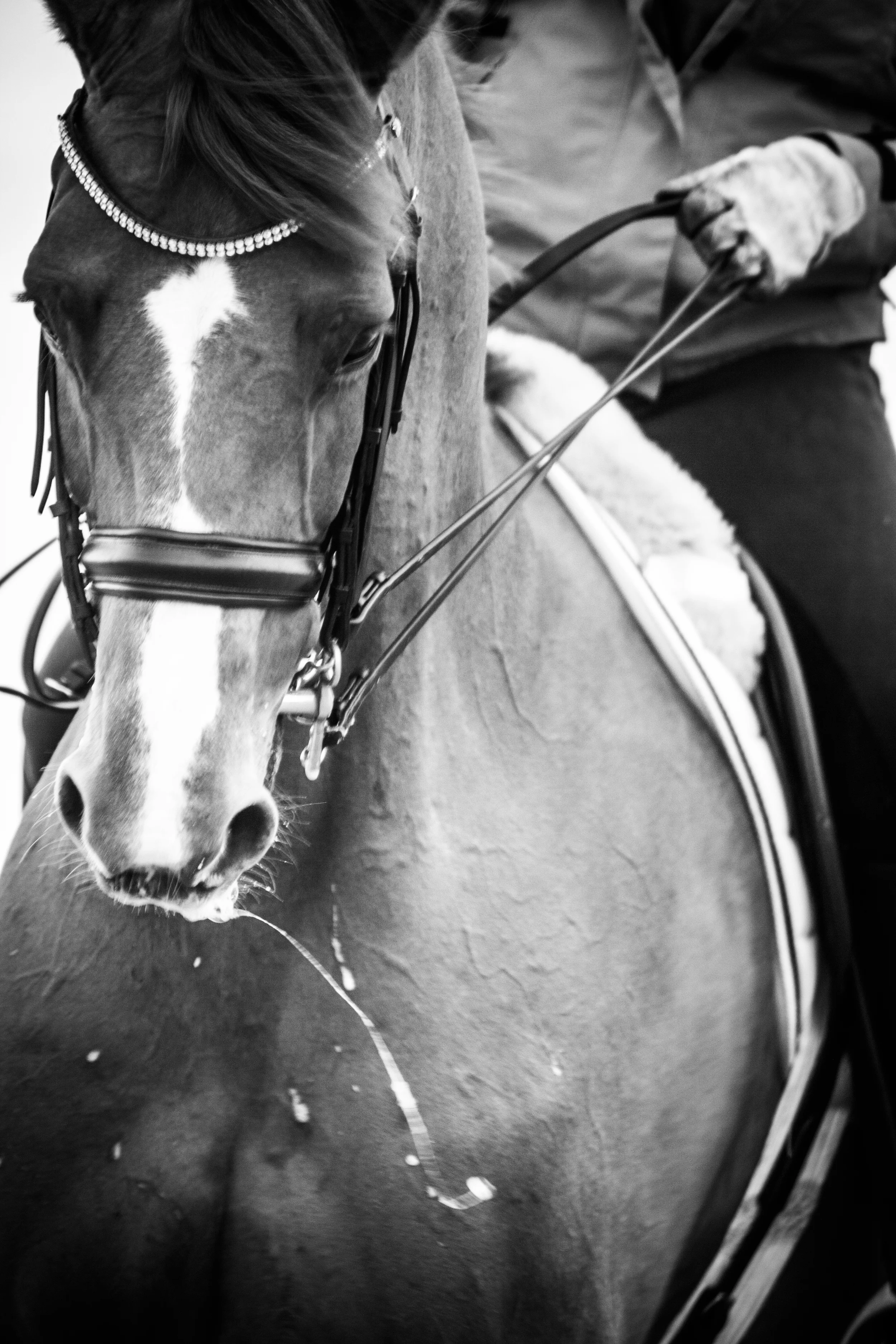 Ocala Horse Photographer