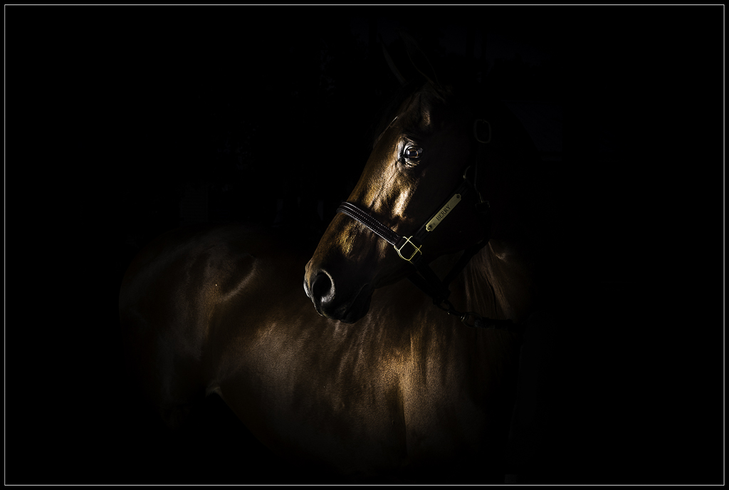 Arabian Horse