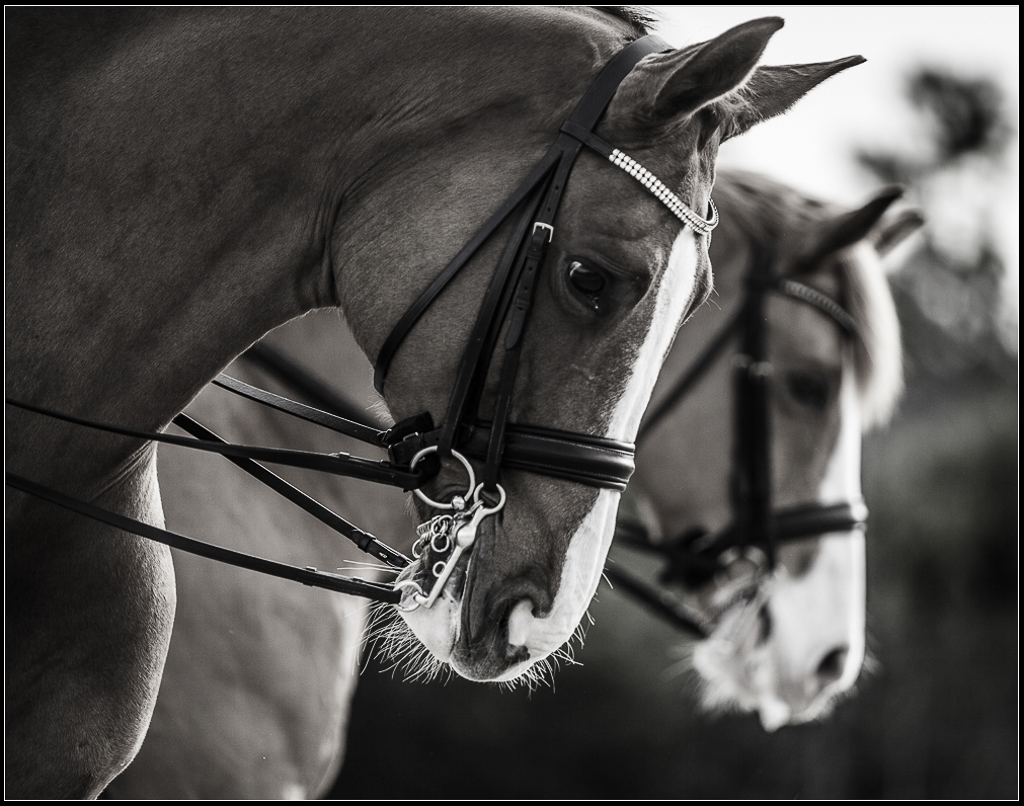 Dressage Photographer