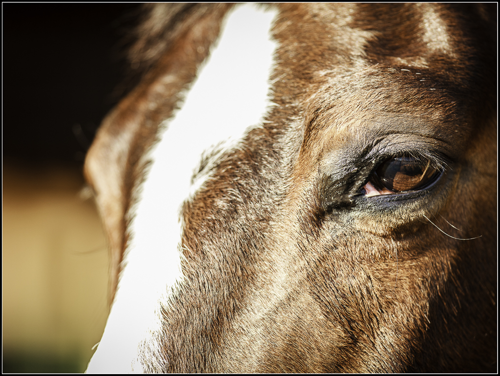 Equine Portraits