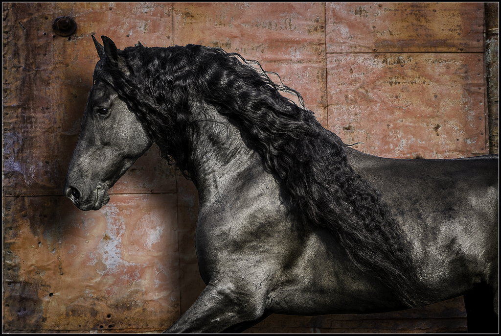 Friesian Horse Photography