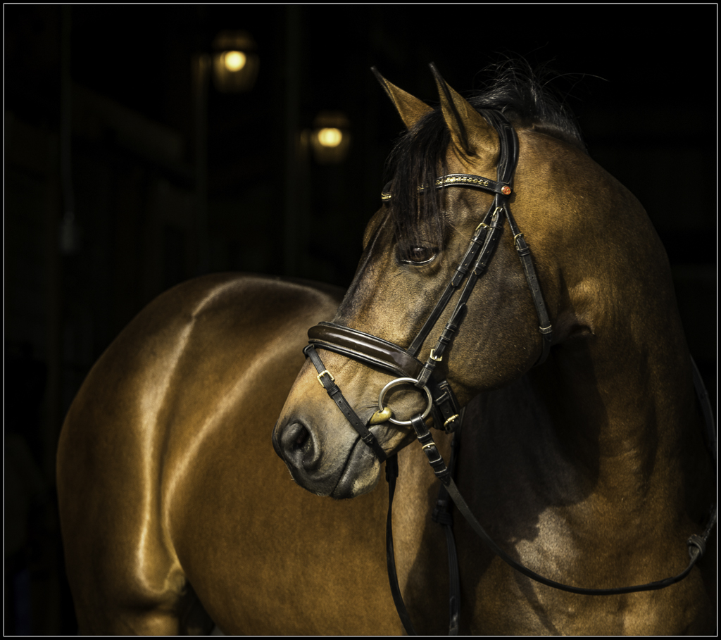 Dressage Photographer Ocala