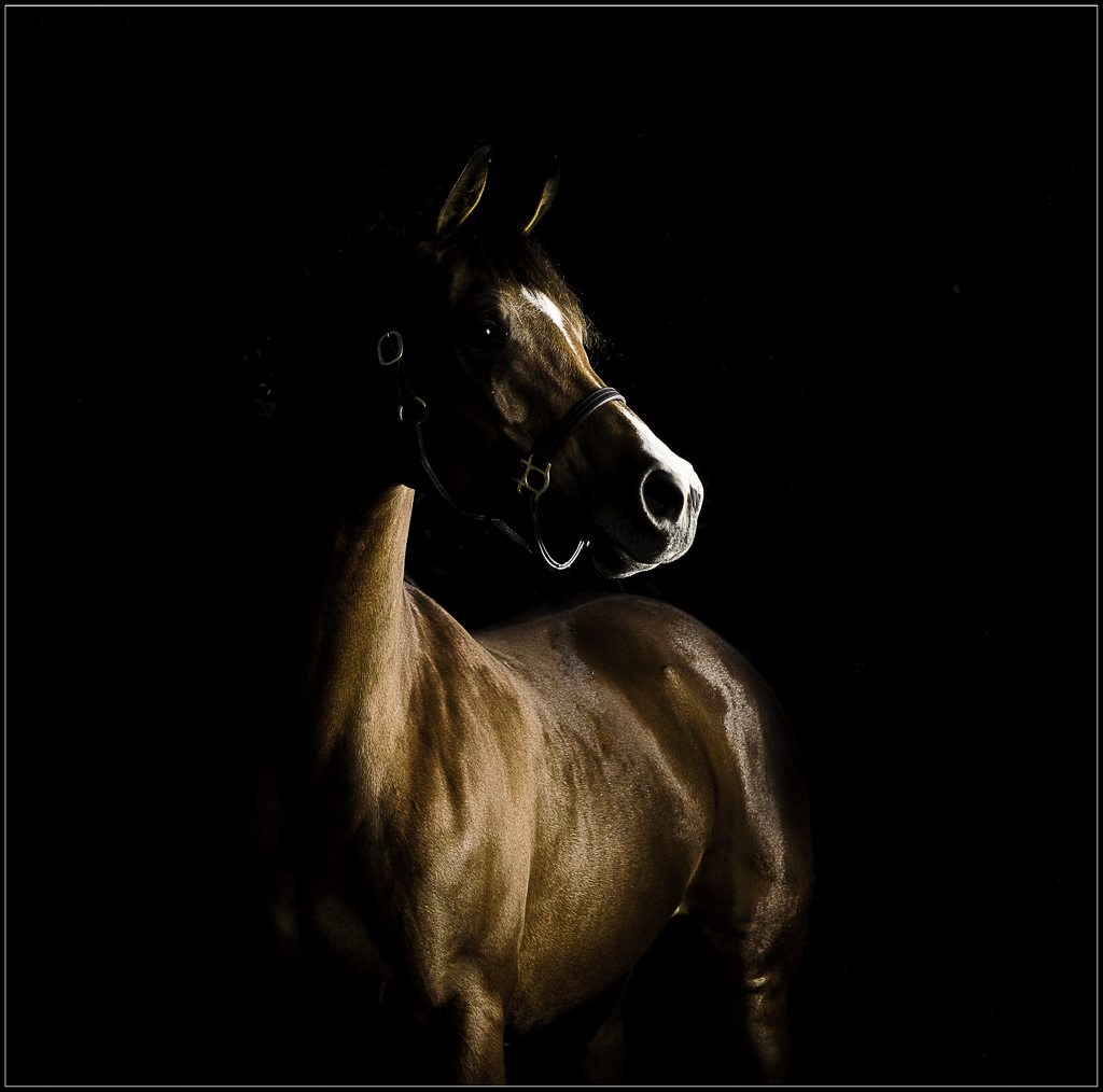 Arabian Horse Photography