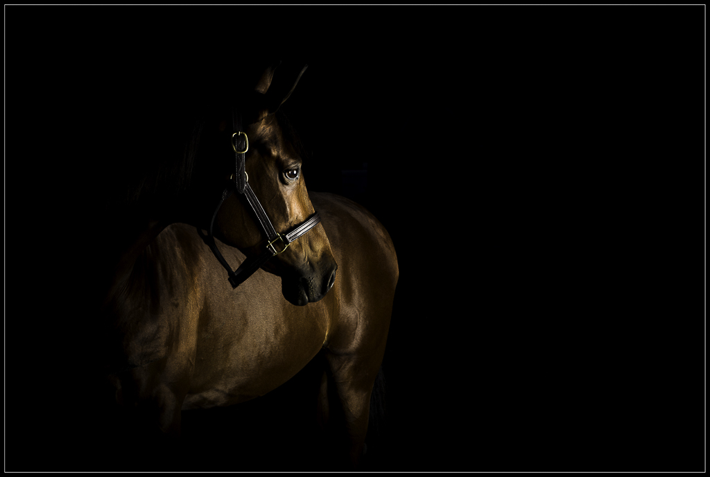 Equine Fine Art Photography