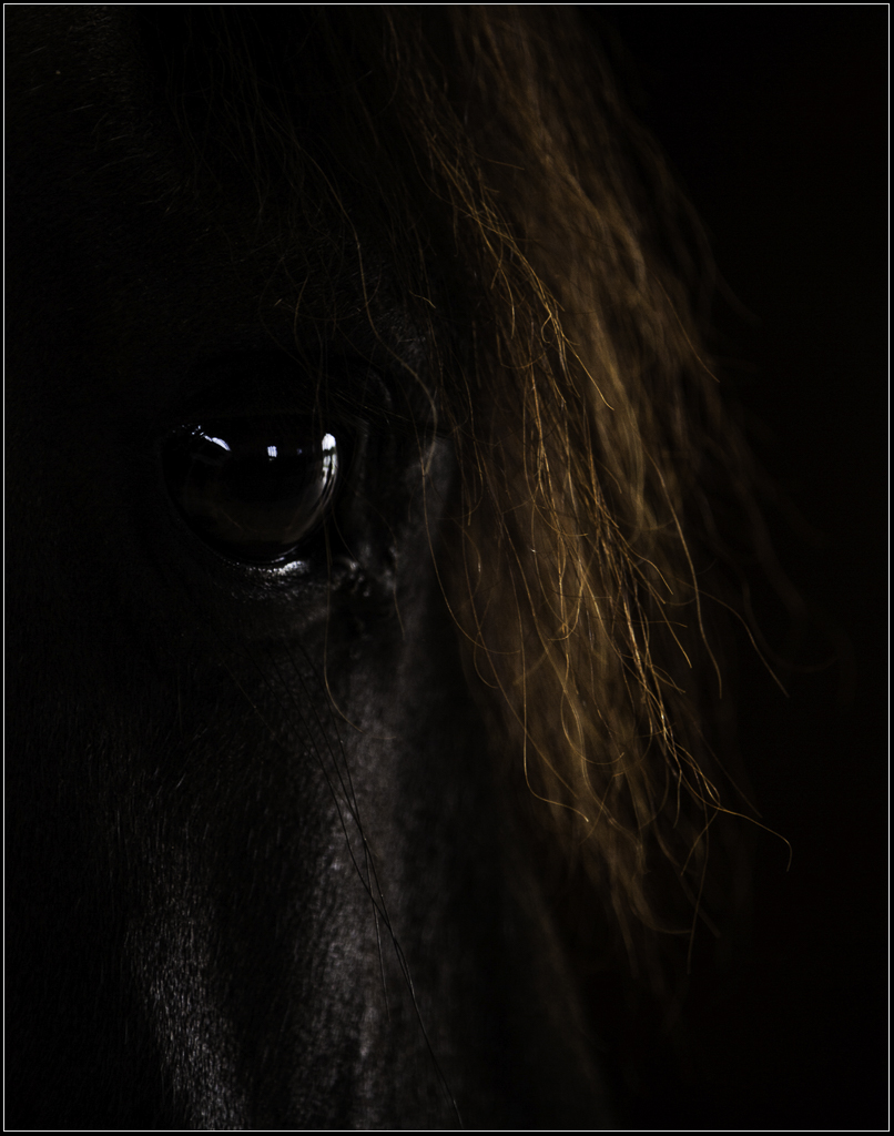 Fine Art Horse Portraits