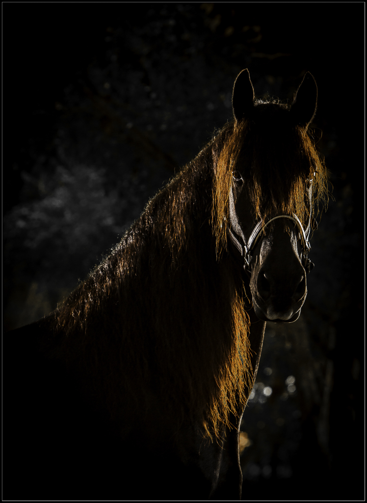 Equine Photography Wellington