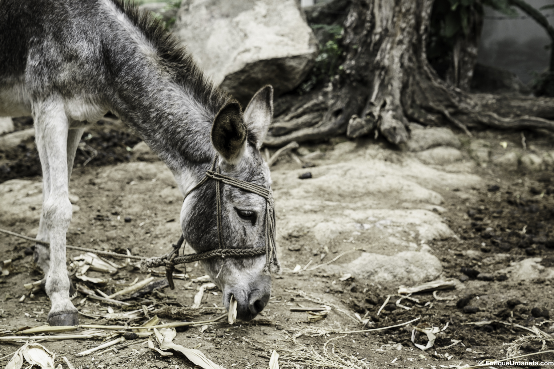 Brooke_Guatemala_Day_2_20160919-372.jpg