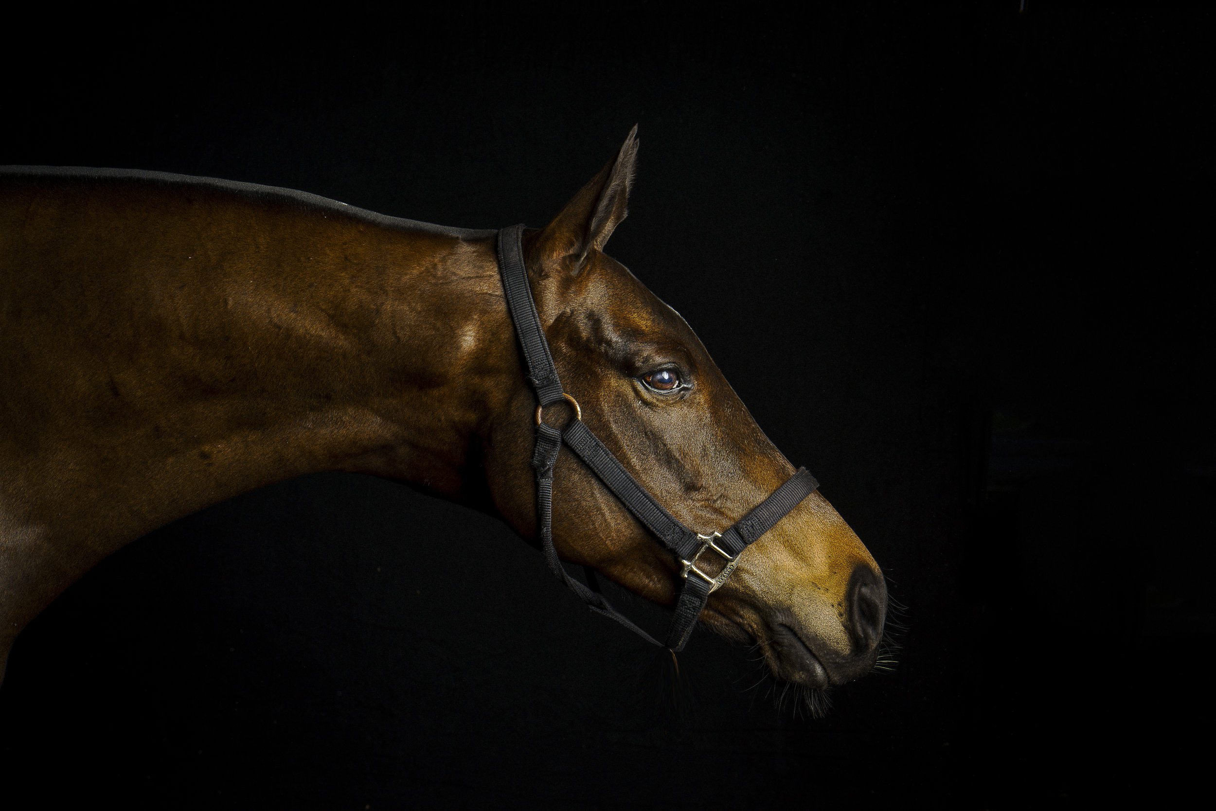 Equine Photographer