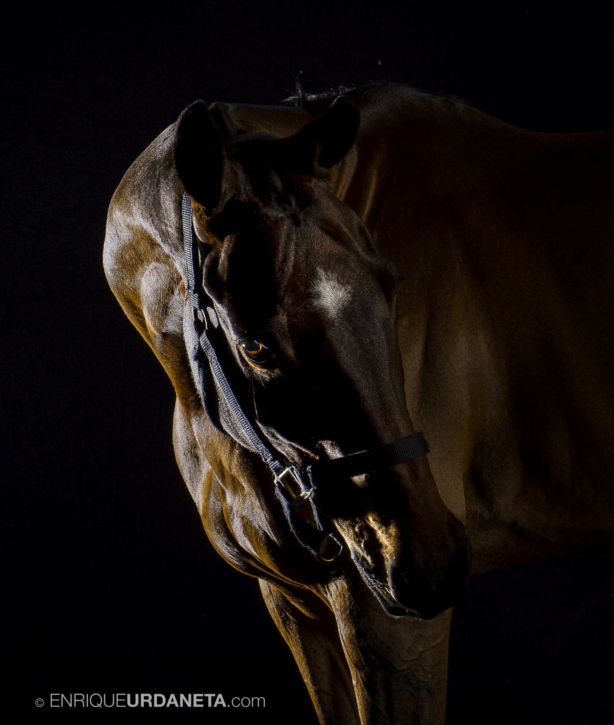 Horse Photographer Enrique Urdaneta