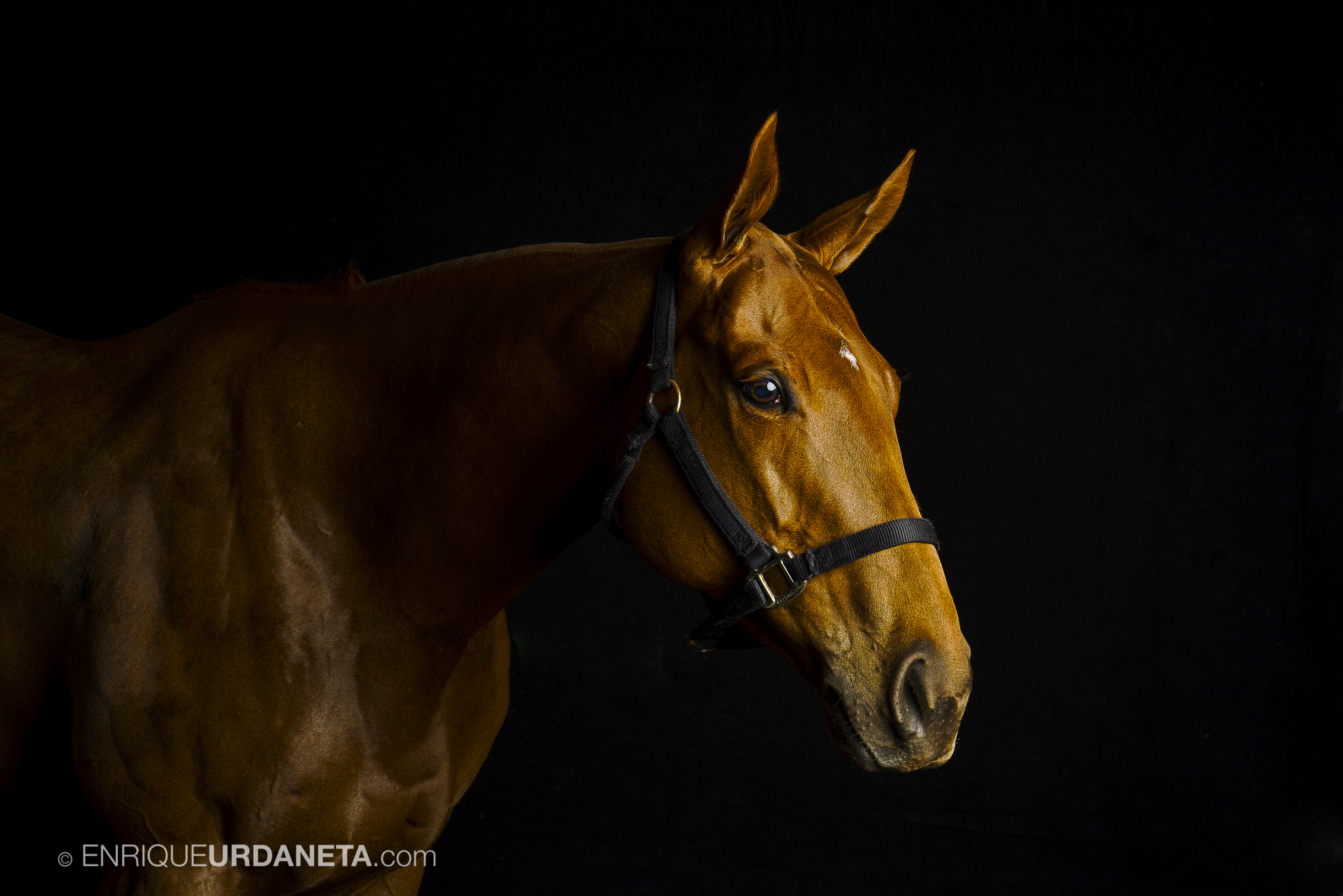 Equine Photographer Enrique Urdaneta