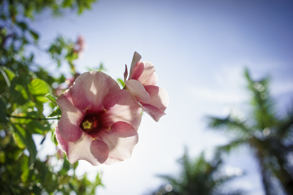 Flowers at the park