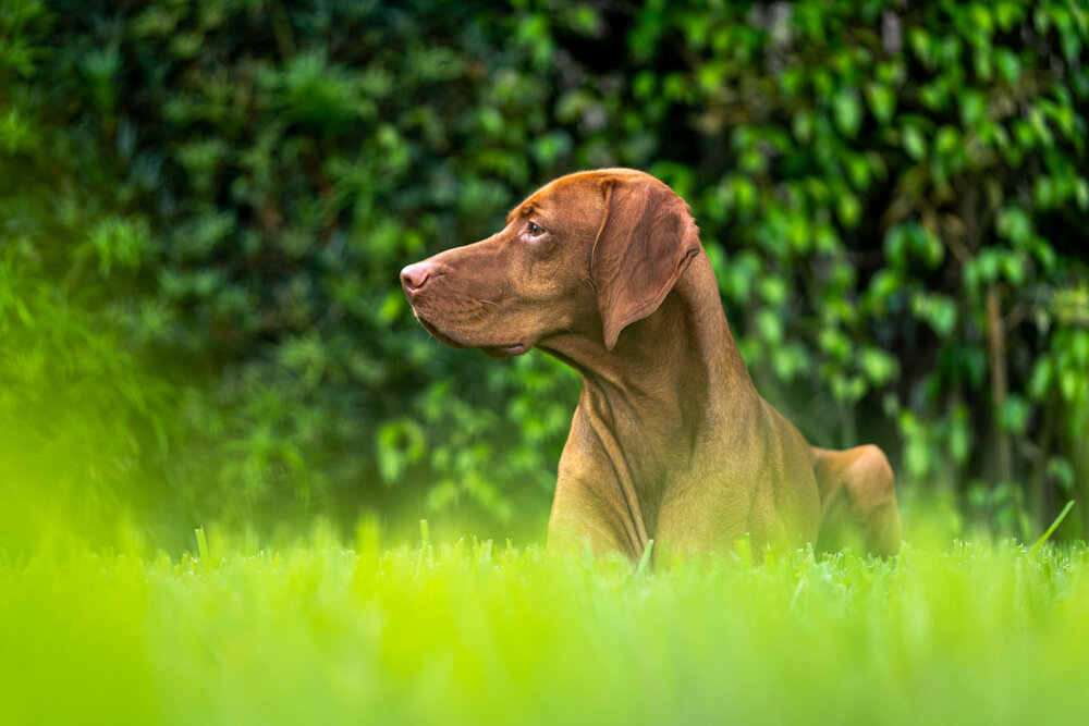 Maui-the-Vizsla-20210227-0052.jpg