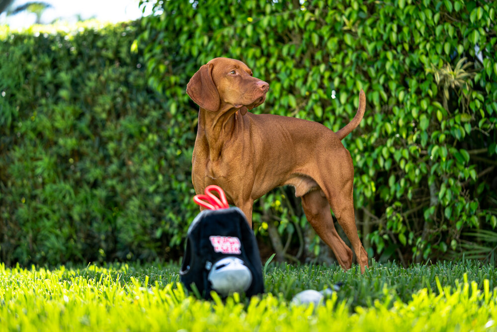 Maui-the-Vizsla-20210228-0058.jpg