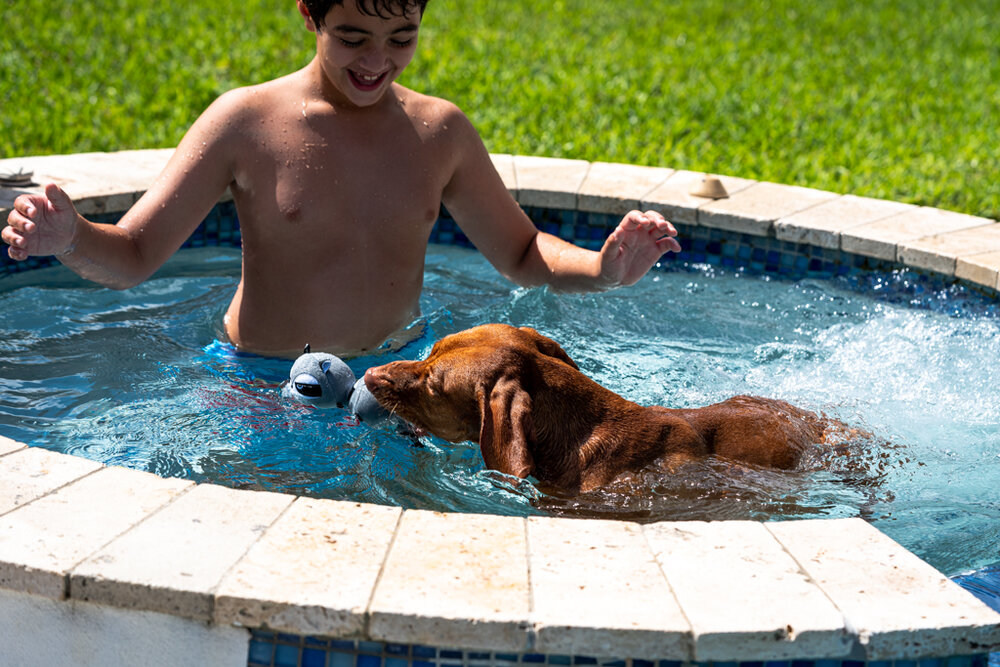 Maui-the-Vizsla-20210228-0293.jpg