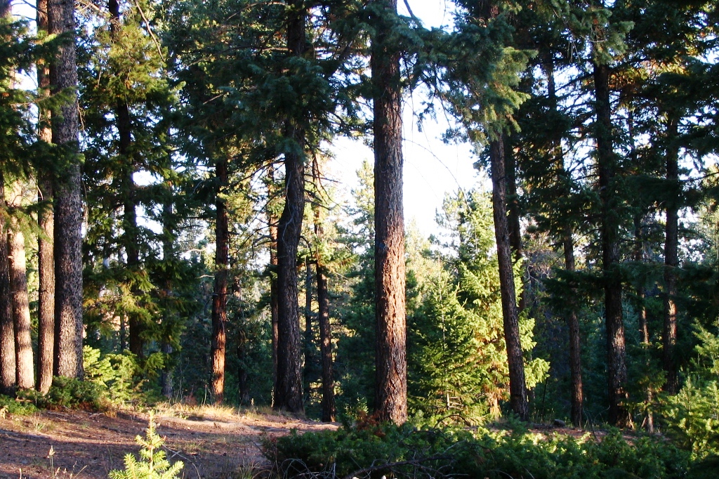 Trail in summer.jpg