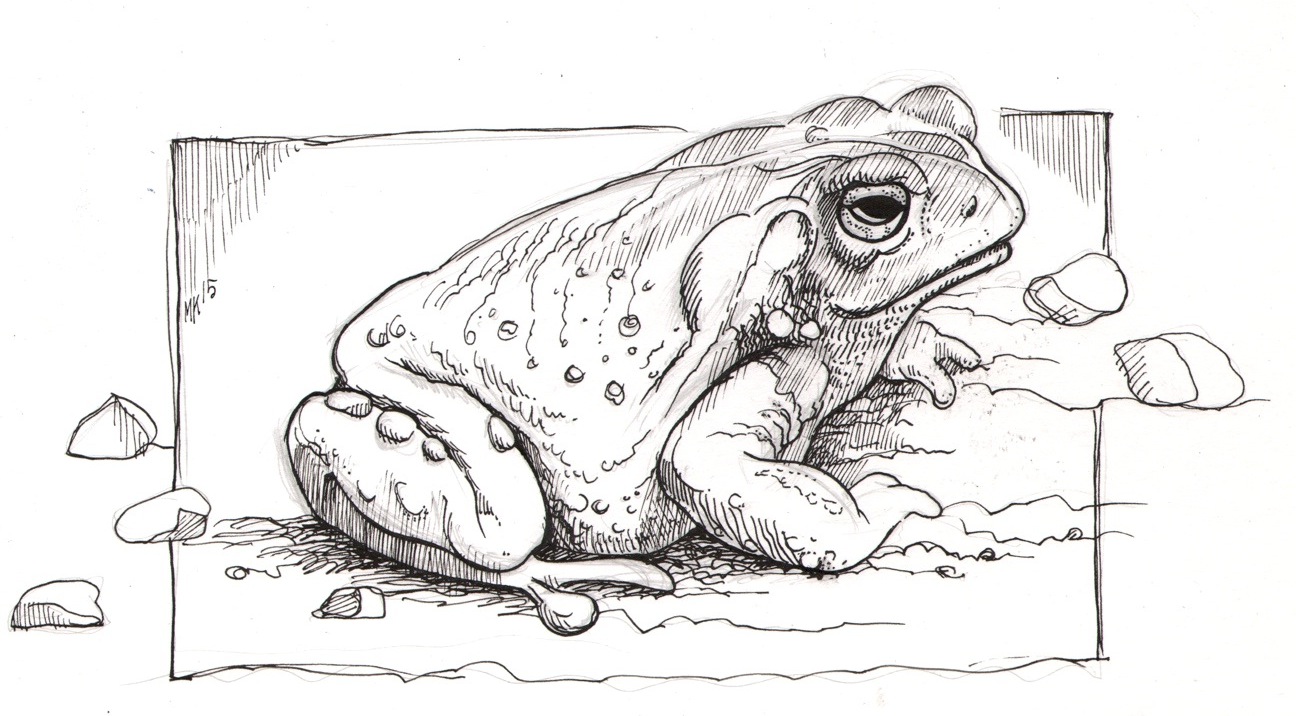 toad.jpg