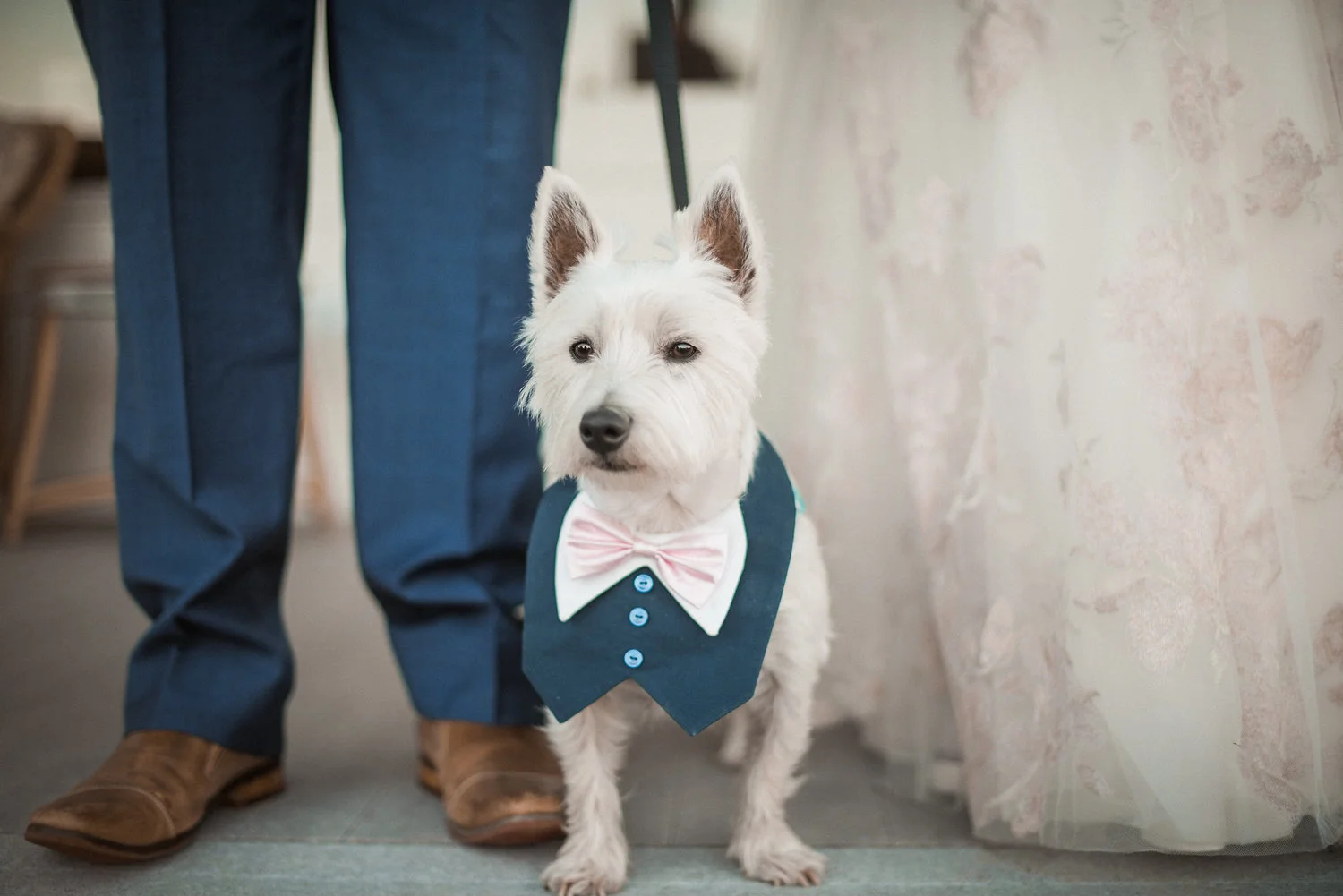 Dog+standing+between+bride+and+groom.jpeg