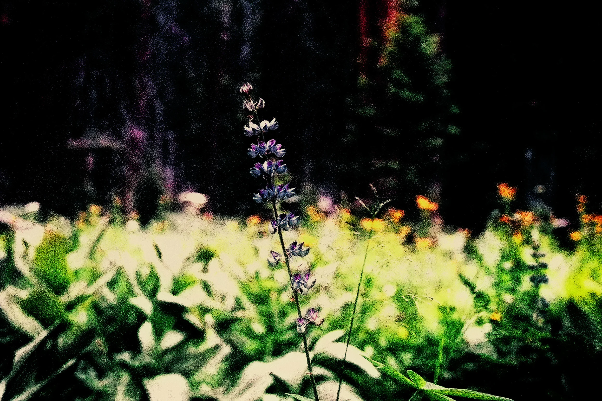 softlight